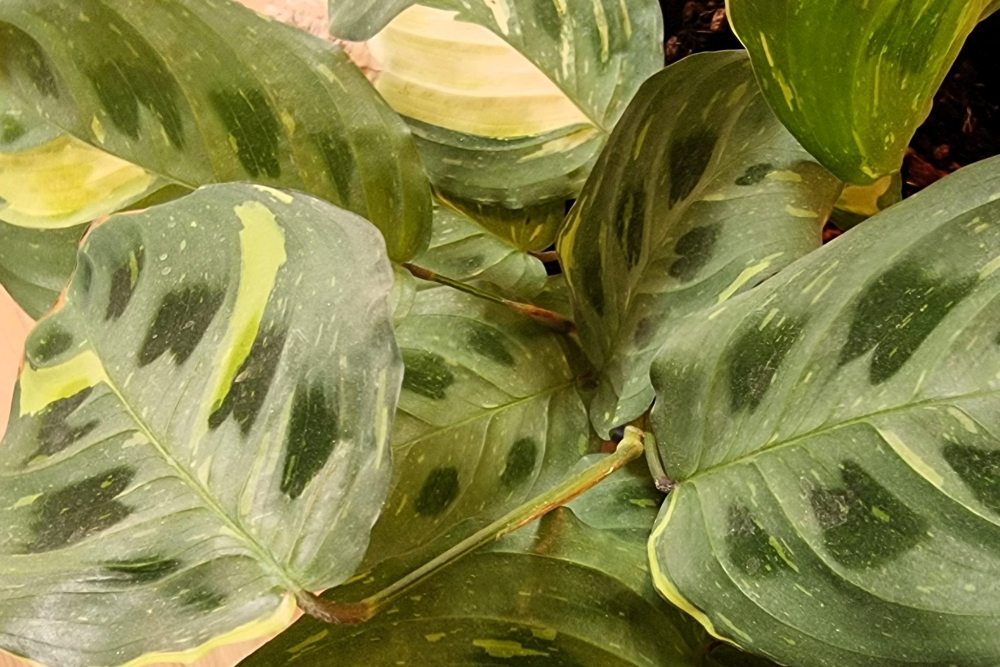 Entdecke 7 Atemberaubende Maranta-Sorten, die Jede Pflanzensammlung ...